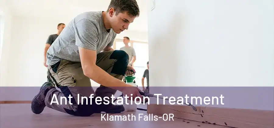 Ant Infestation Treatment Klamath Falls-OR