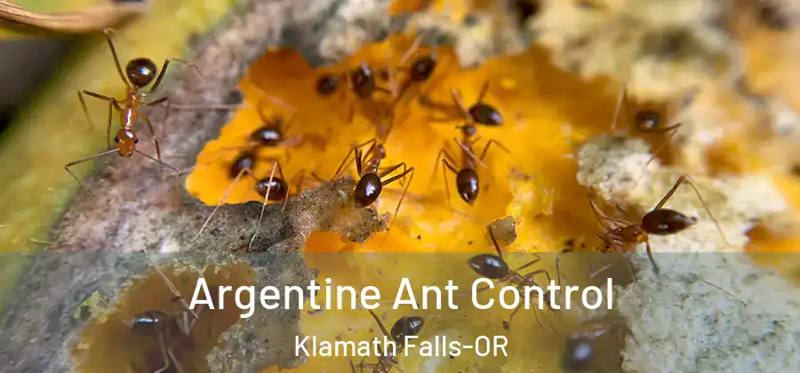 Argentine Ant Control Klamath Falls-OR