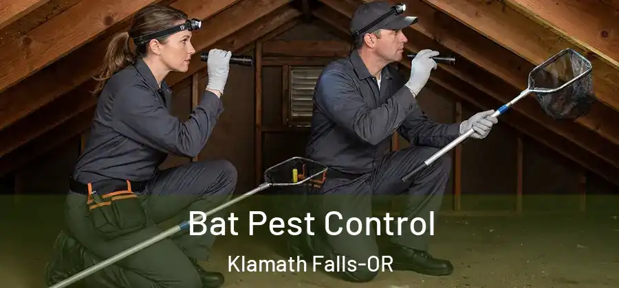  Bat Pest Control Klamath Falls-OR