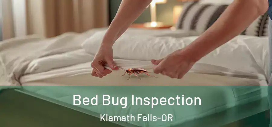 Bed Bug Inspection Klamath Falls-OR