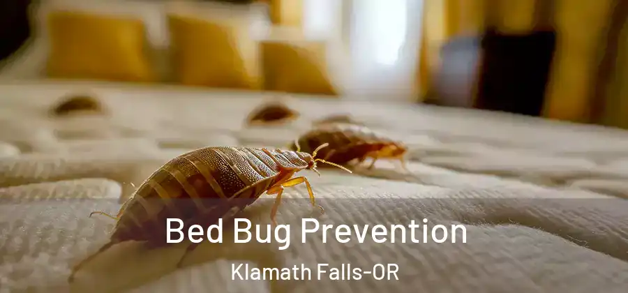 Bed Bug Prevention Klamath Falls-OR