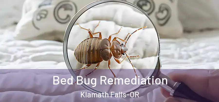 Bed Bug Remediation Klamath Falls-OR