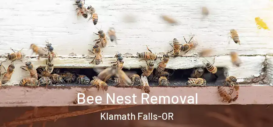Bee Nest Removal Klamath Falls-OR
