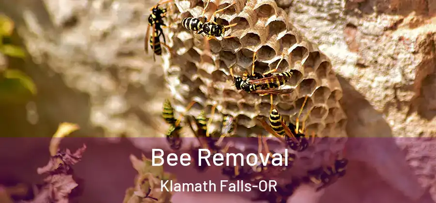 Bee Removal Klamath Falls-OR