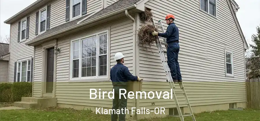 Bird Removal Klamath Falls-OR