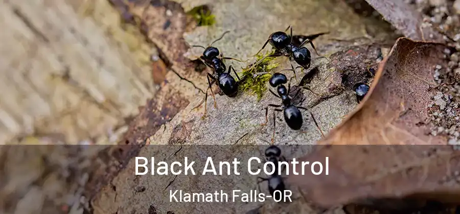 Black Ant Control Klamath Falls-OR