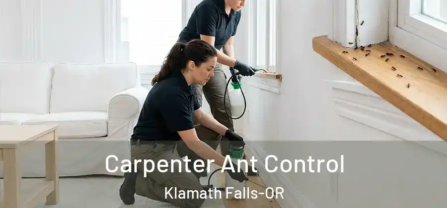 Carpenter Ant Control Klamath Falls-OR