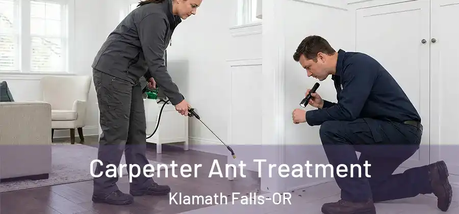 Carpenter Ant Treatment Klamath Falls-OR