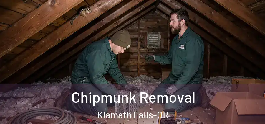 Chipmunk Removal Klamath Falls-OR
