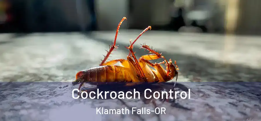 Cockroach Control Klamath Falls-OR