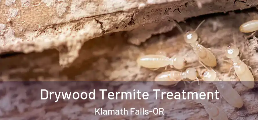  Drywood Termite Treatment Klamath Falls-OR