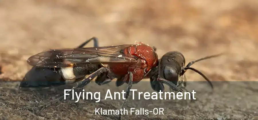 Flying Ant Treatment Klamath Falls-OR