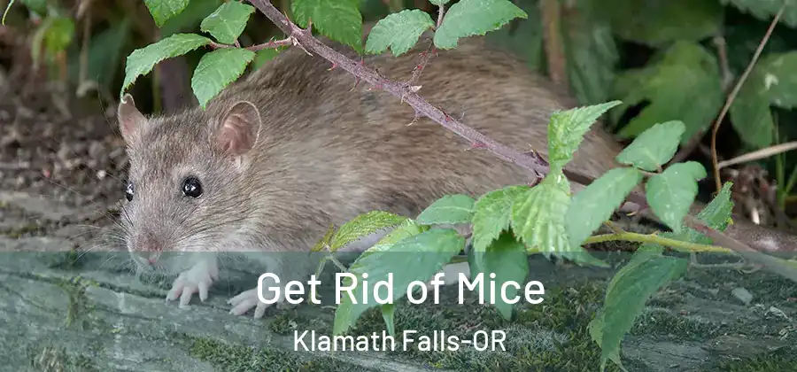 Get Rid of Mice Klamath Falls-OR
