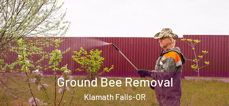  Ground Bee Removal Klamath Falls-OR