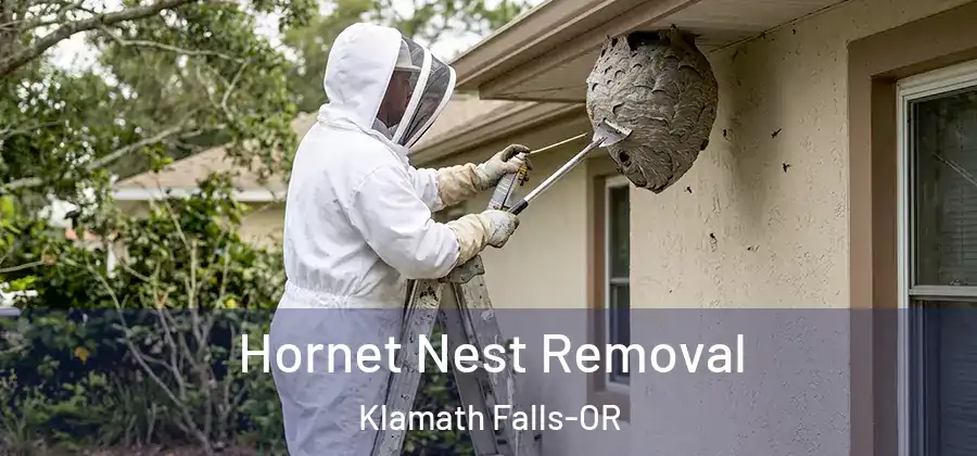Hornet Nest Removal Klamath Falls-OR