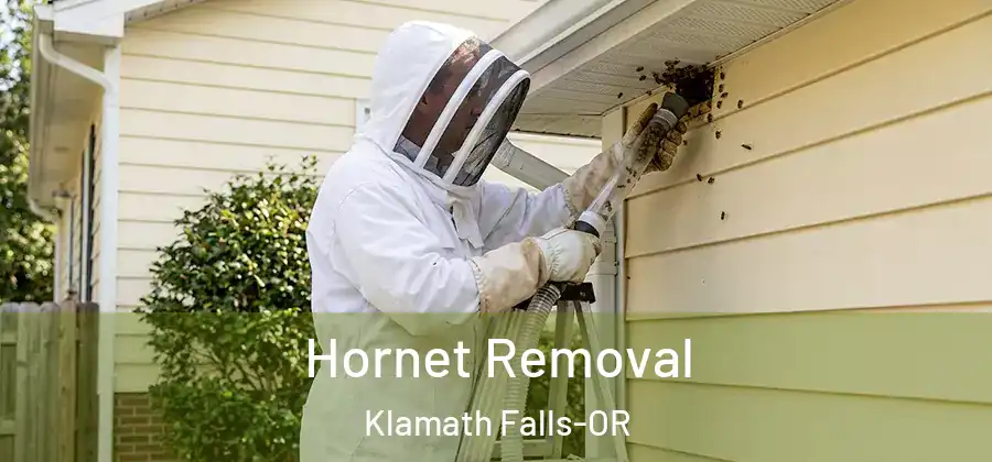 Hornet Removal Klamath Falls-OR