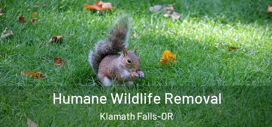 Humane Wildlife Removal Klamath Falls-OR