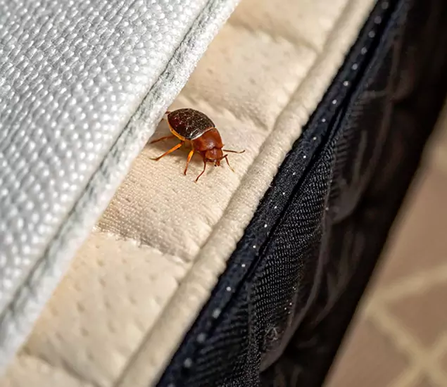 Bed Bug Exterminator Experts You Can Trust in Klamath Falls, OR