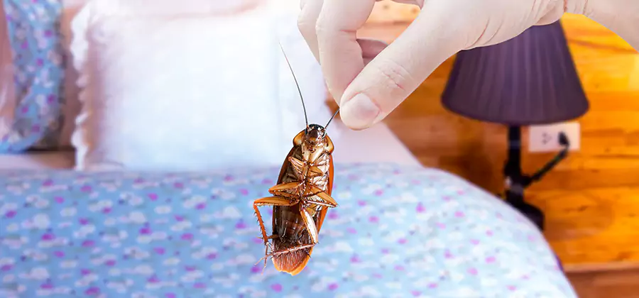 Fast Roach Elimination in Klamath Falls