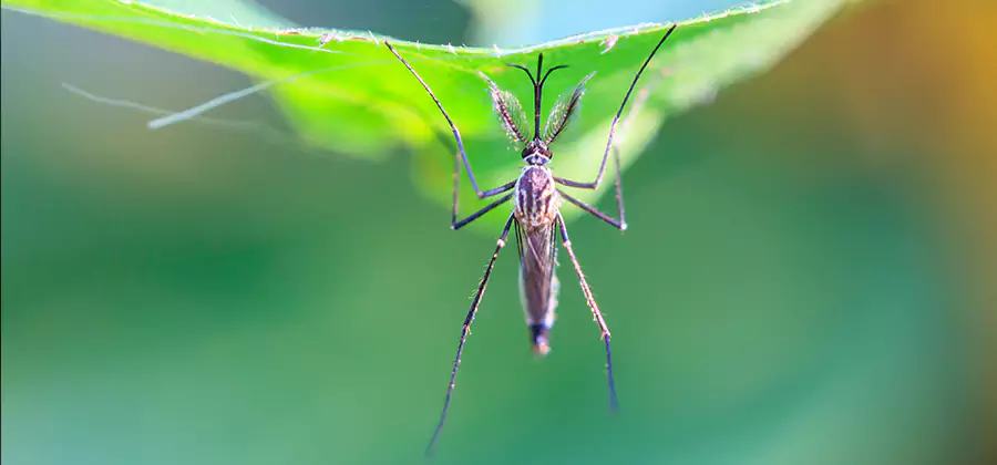 Pest and Mosquito Control for Yard and Patio in Klamath Falls