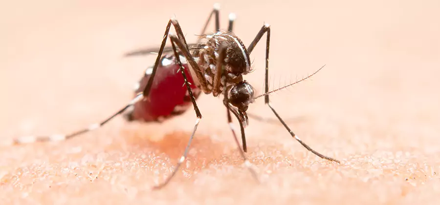 Pond Mosquito Control and Water Treatment in Klamath Falls
