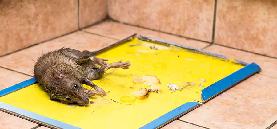 Mouse and Rat Control in Klamath Falls
