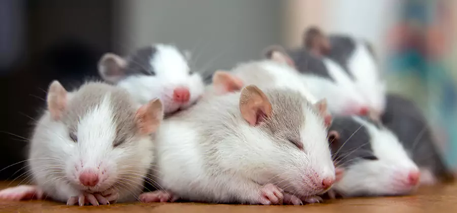 Rat Infestation Exclusion Service in Klamath Falls
