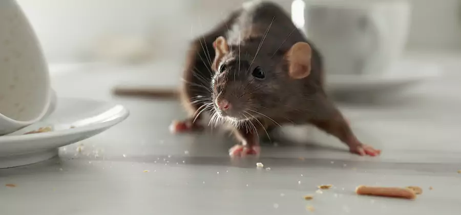 Attic Rat Exclusion Service in Klamath Falls