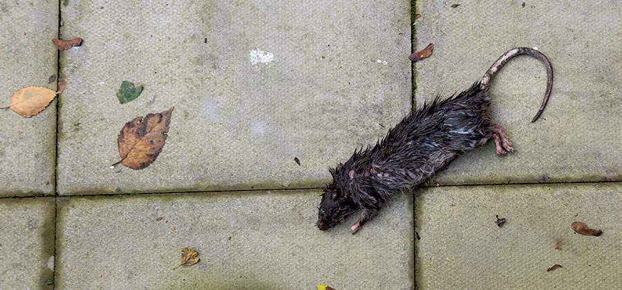 Rodent inspection service in Klamath Falls