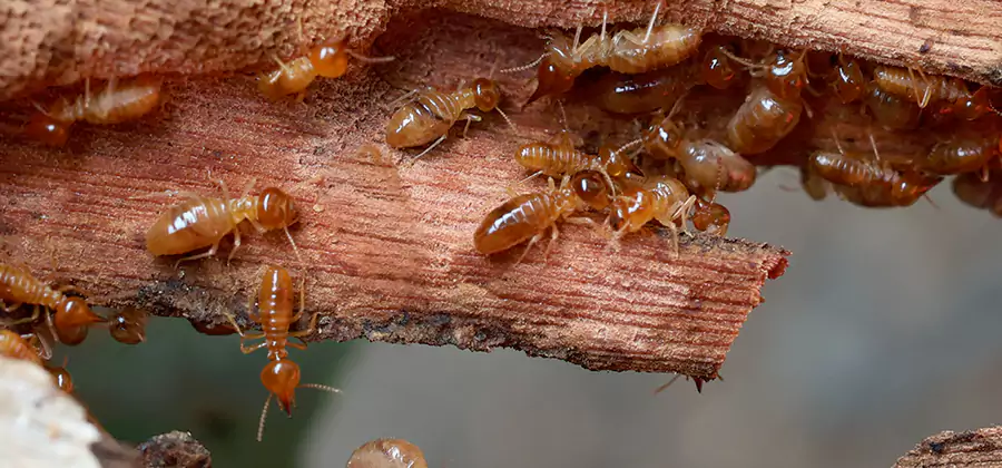 Perimeter Soil Termite Treatment in Klamath Falls