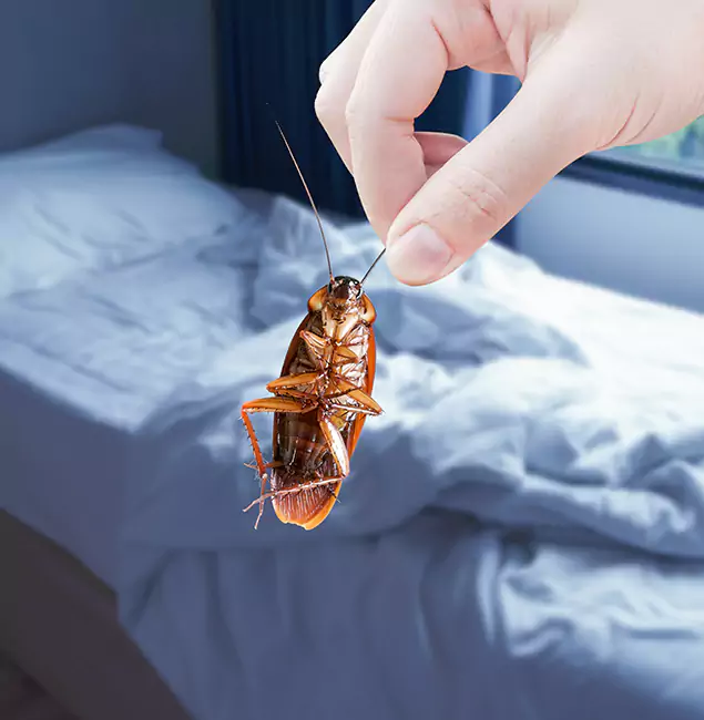 Why Choose Klamath Falls Pest Control Pro for Bed Bug Extermination in Klamath Falls, OR?