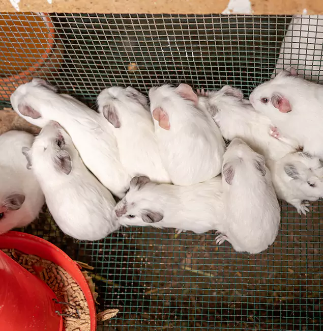 Why Klamath Falls Pest Control Pro Is the Trusted Choice in Klamath Falls, OR?