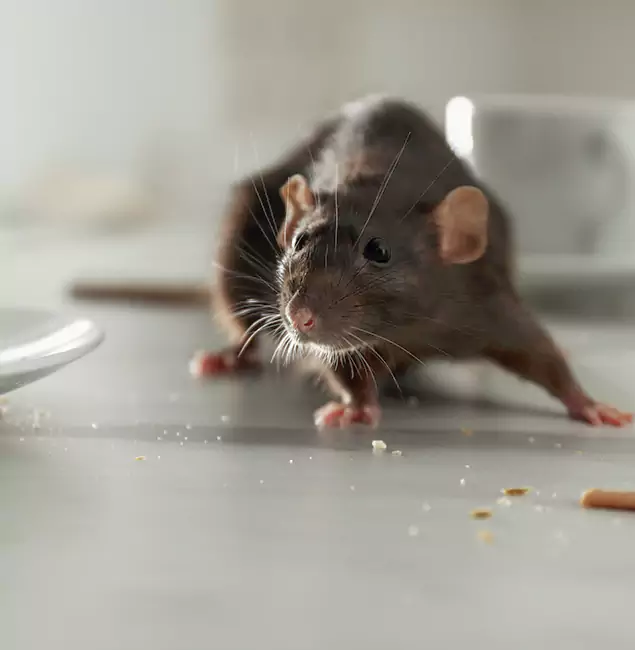 Why Klamath Falls, OR Trusts Klamath Falls Pest Control Pro for Rodent Prevention?