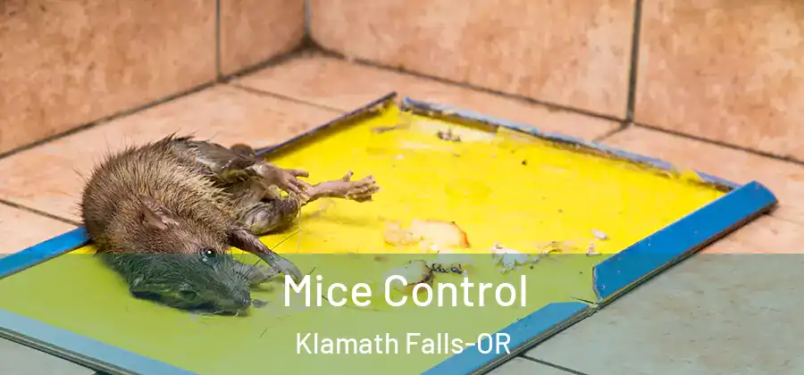  Mice Control Klamath Falls-OR