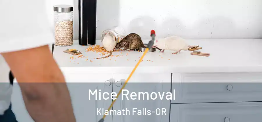 Mice Removal Klamath Falls-OR