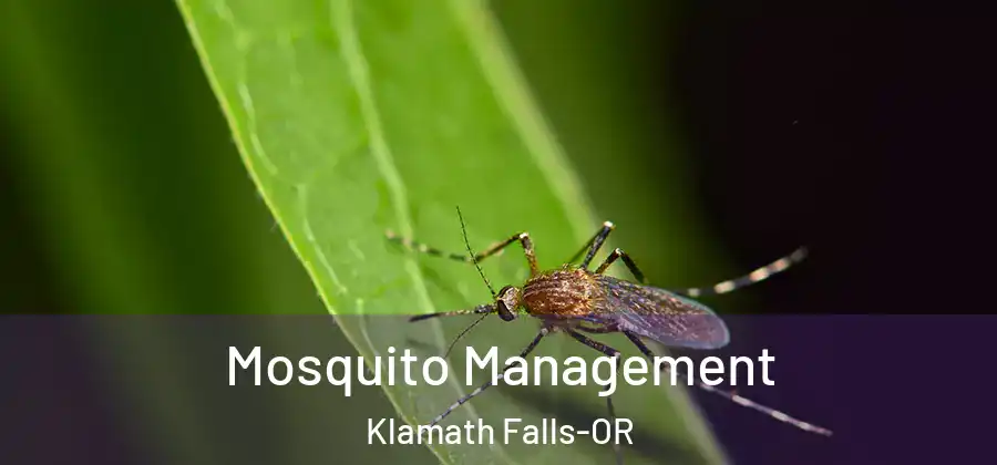  Mosquito Management Klamath Falls-OR