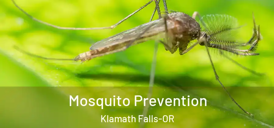 Mosquito Prevention Klamath Falls-OR