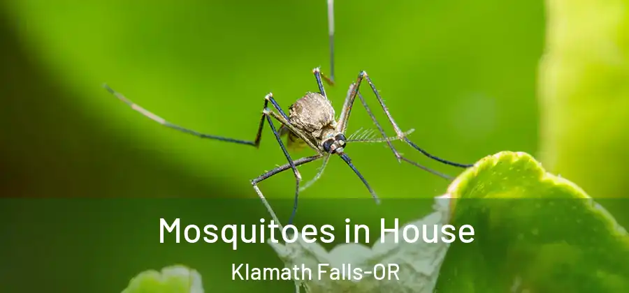 Mosquitoes in House Klamath Falls-OR