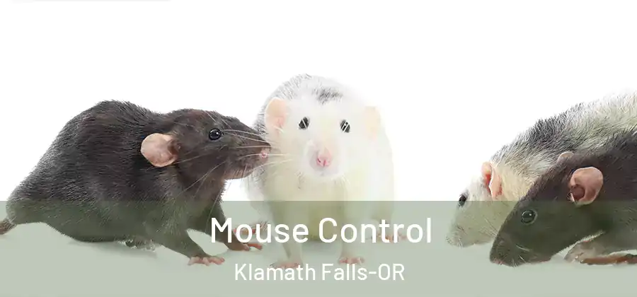 Mouse Control Klamath Falls-OR