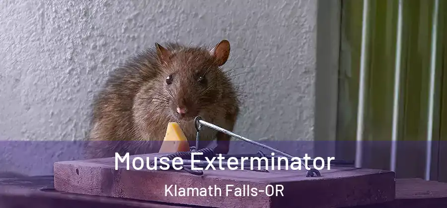 Mouse Exterminator Klamath Falls-OR