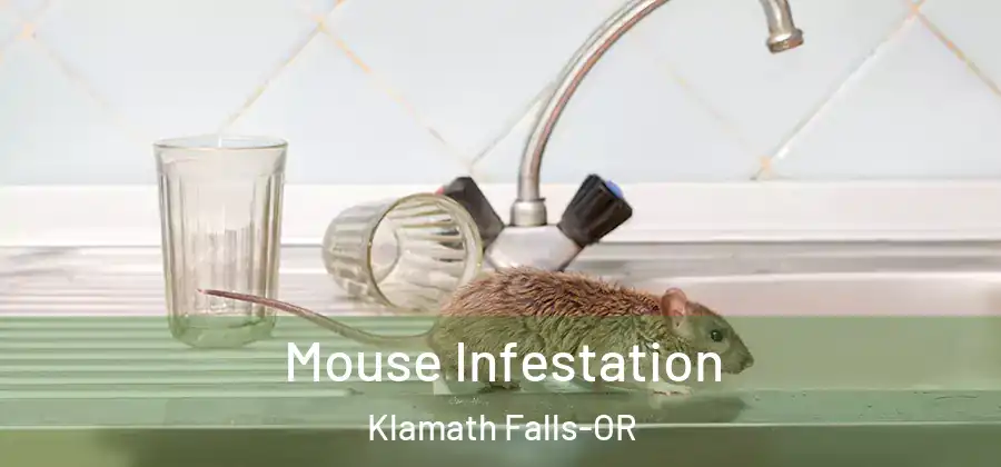 Mouse Infestation Klamath Falls-OR