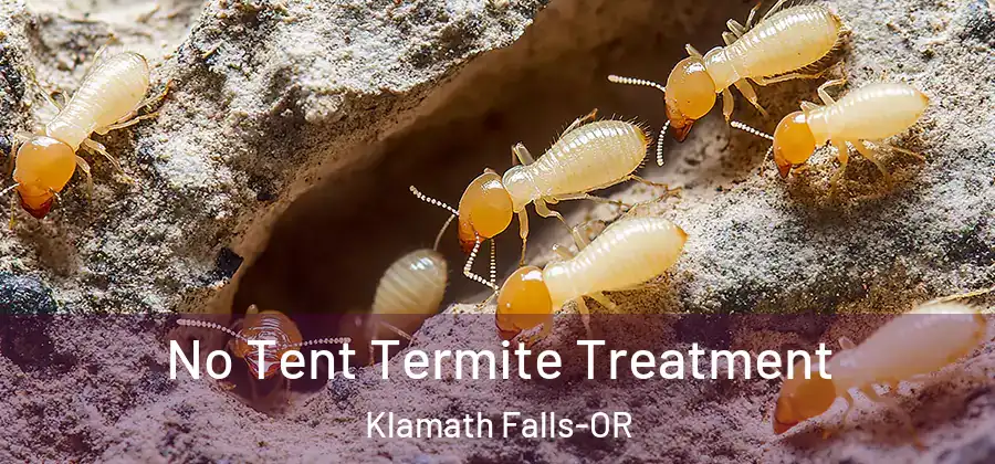  No Tent Termite Treatment Klamath Falls-OR