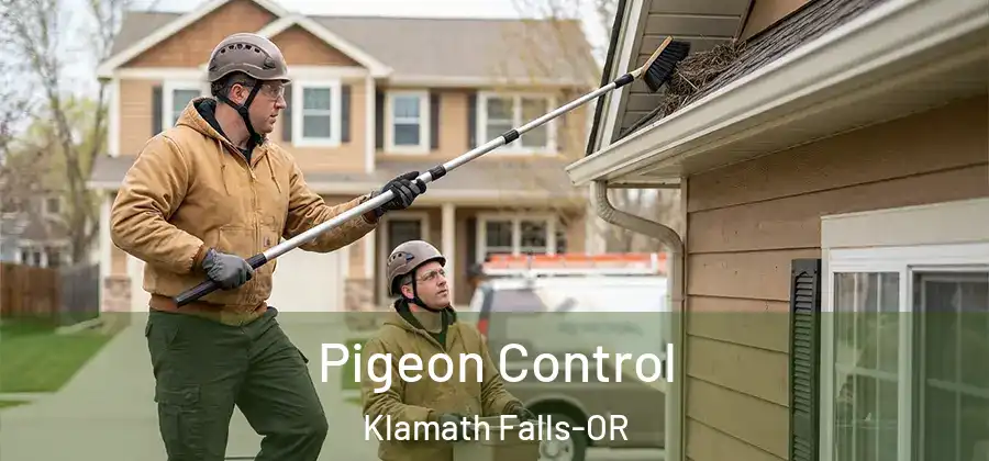 Pigeon Control Klamath Falls-OR
