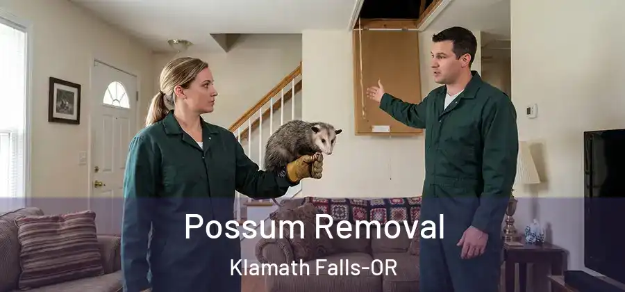 Possum Removal Klamath Falls-OR