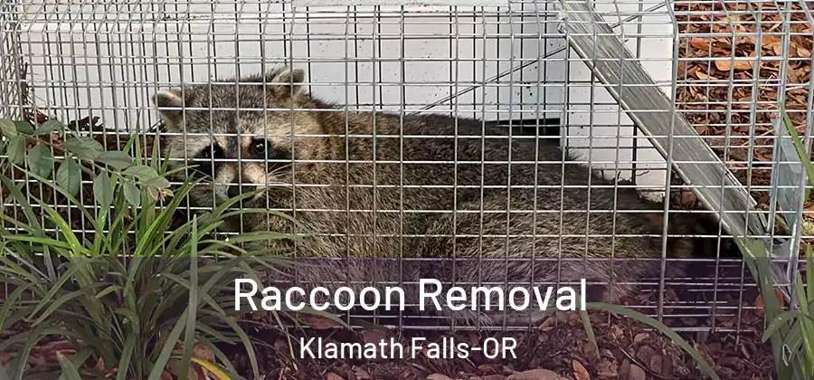 Raccoon Removal Klamath Falls-OR