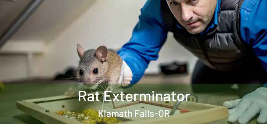 Rat Exterminator Klamath Falls-OR