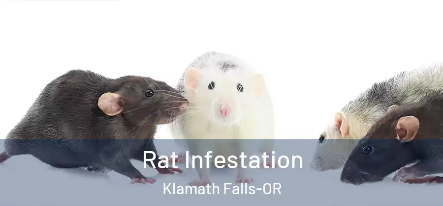 Rat Infestation Klamath Falls-OR