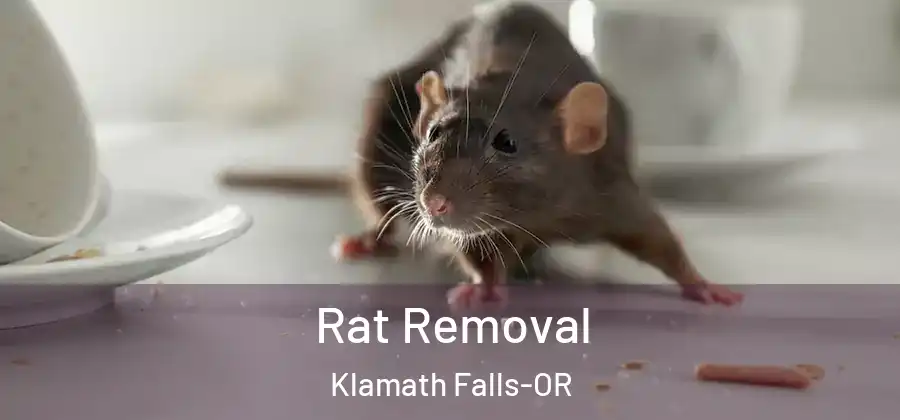 Rat Removal Klamath Falls-OR
