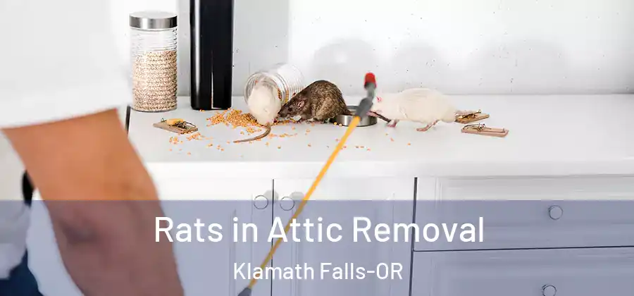 Rats in Attic Removal Klamath Falls-OR