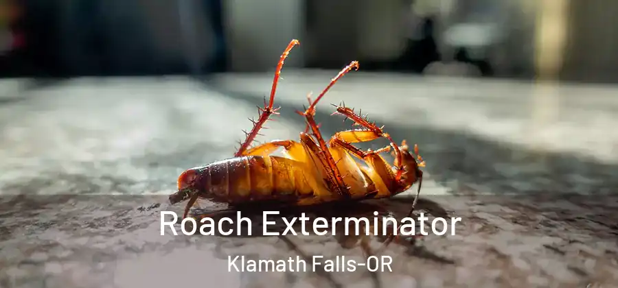 Roach Exterminator Klamath Falls-OR